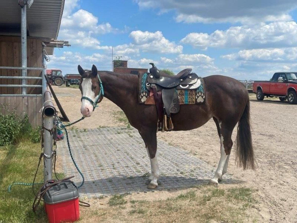Paint Horse Stute 9 Jahre 145 cm Schecke in Falkensee