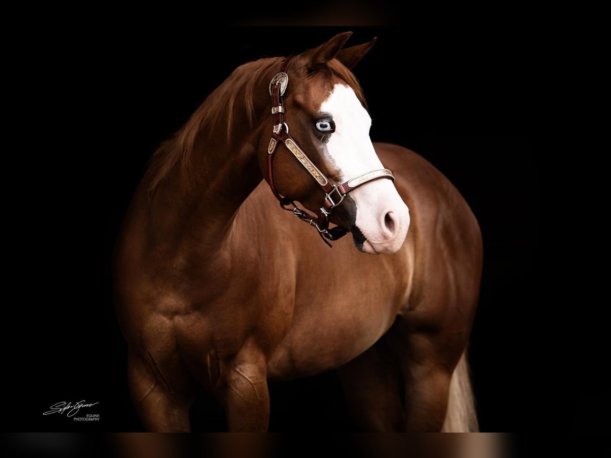 Paint Horse Stute 9 Jahre 149 cm Fuchs in Büttelborn