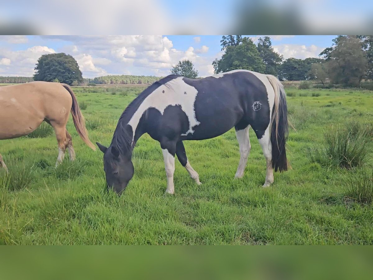 Paint Horse Stute 9 Jahre 154 cm Rappe in Schollene