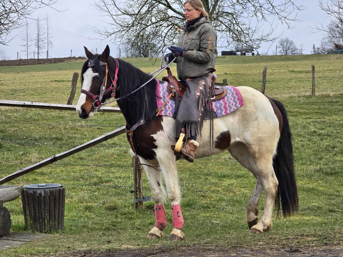 Paint Horse Stute 9 Jahre 158 cm Schecke in Linkenbach