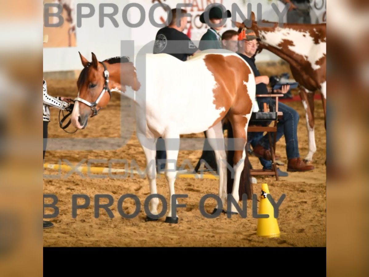 Paint Horse Stute 9 Jahre 160 cm Schecke in Pfronstetten