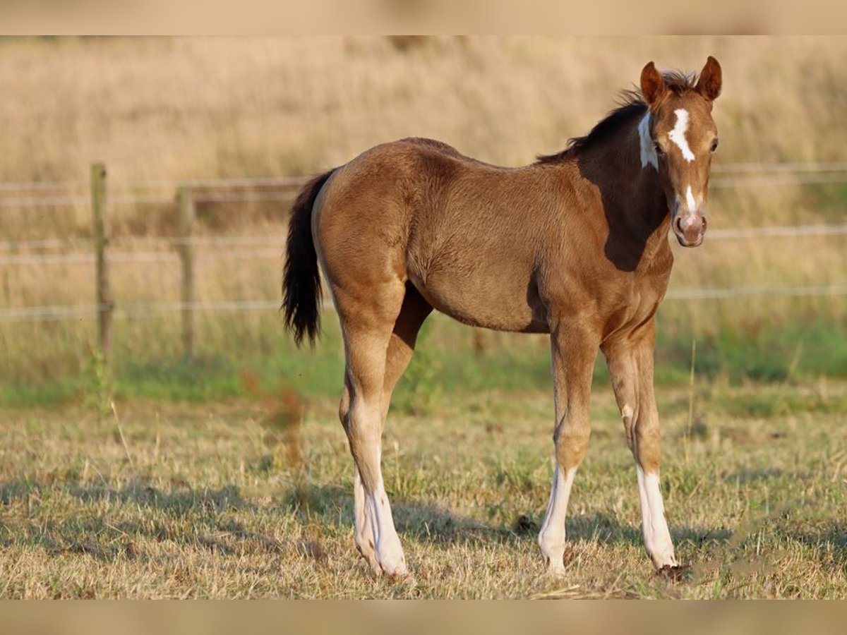 Paint Horse Stute Fohlen (05/2025) 150 cm Champagne in Hellenthal