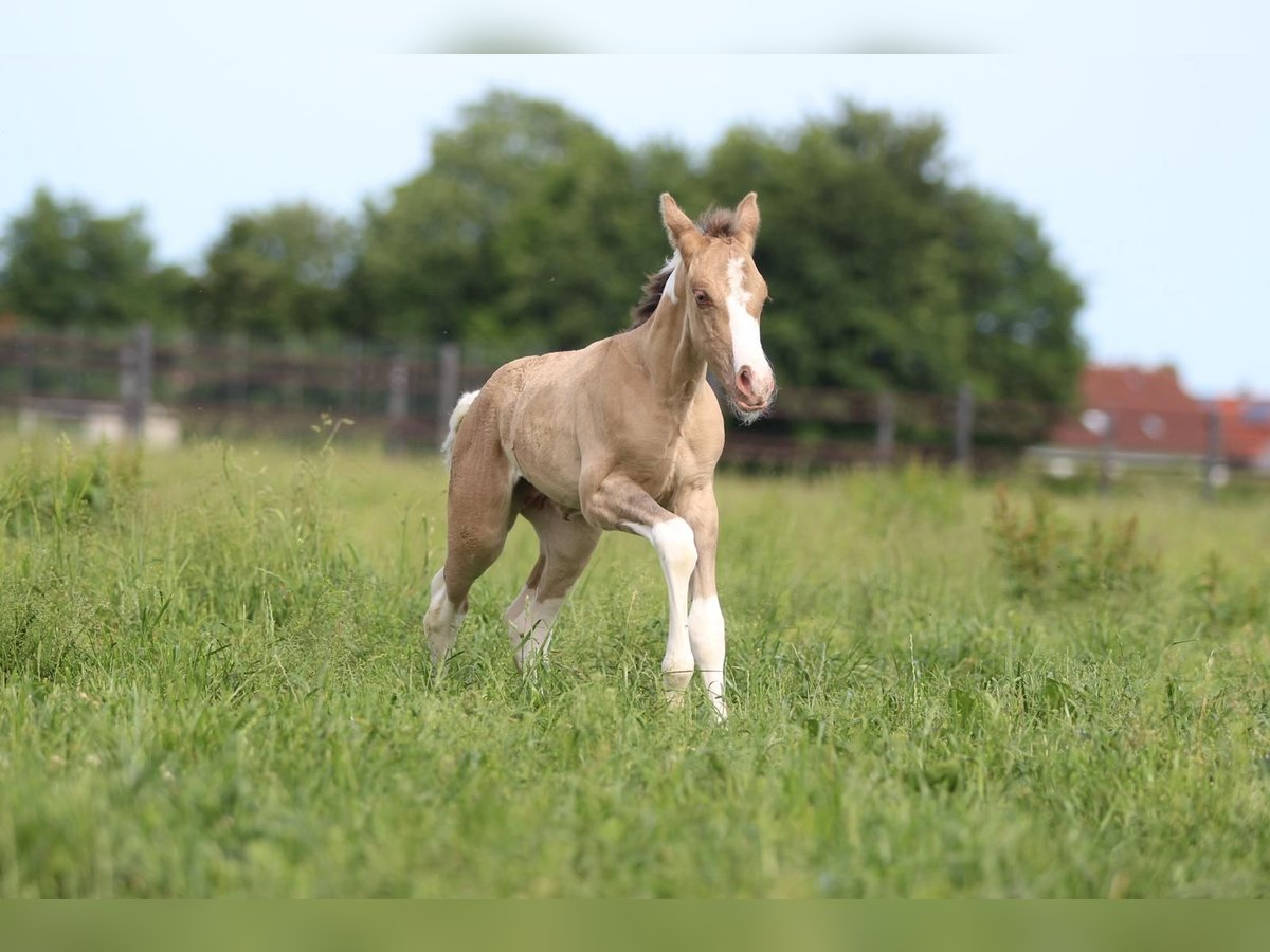 Paint Horse Stute Fohlen (06/2025) 150 cm in Pastetten