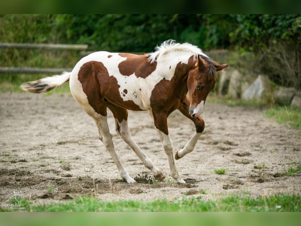 Paint Horse Stute Fohlen (04/2024) 152 cm Tobiano-alle-Farben in Danstedt