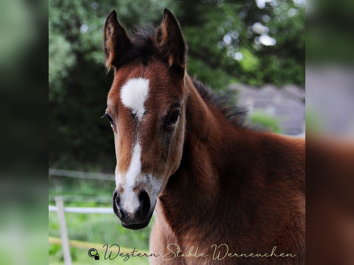Paint Horse Stute  155 cm Dunkelbrauner in Werneuche