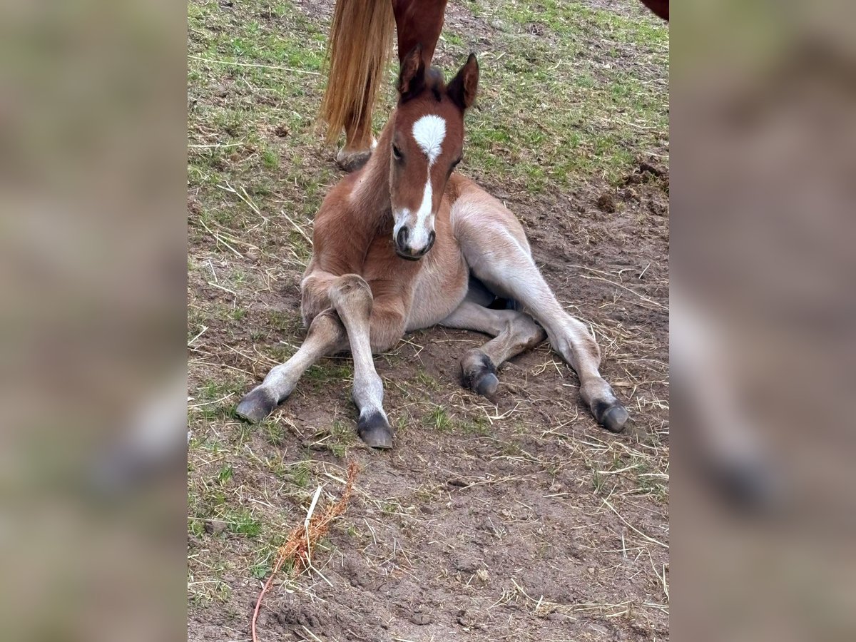 Paint Horse Stute  155 cm Dunkelbrauner in Werneuche