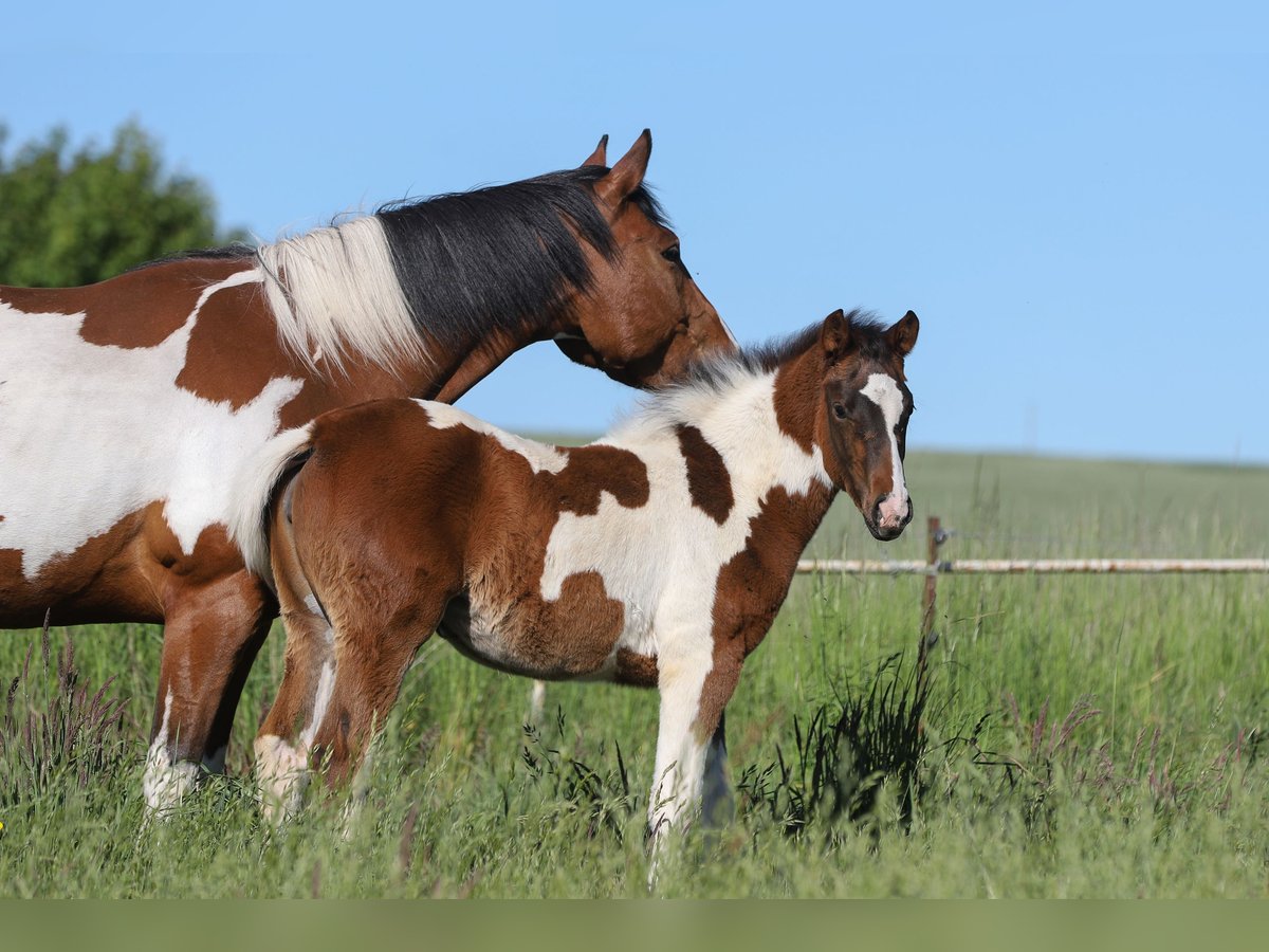 Paint Horse Mix Stute  156 cm Tobiano-alle-Farben in Dargen