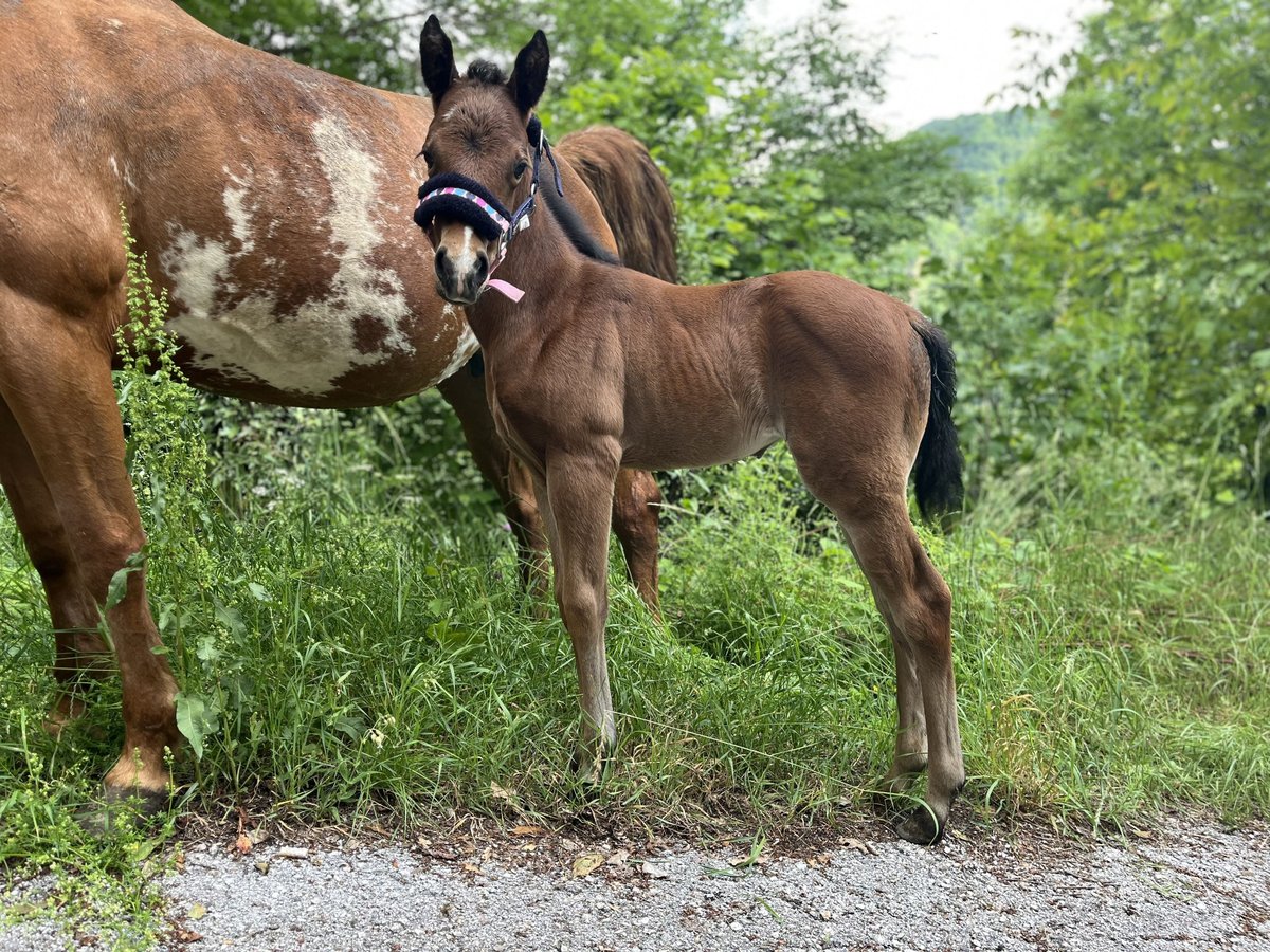 Paint Horse Stute  Brauner in Grimacco