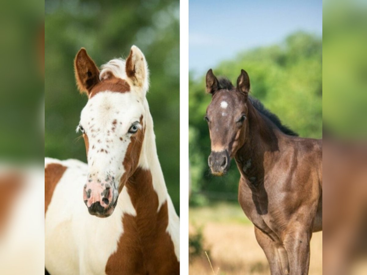 Paint Horse Stute  in Danstedt