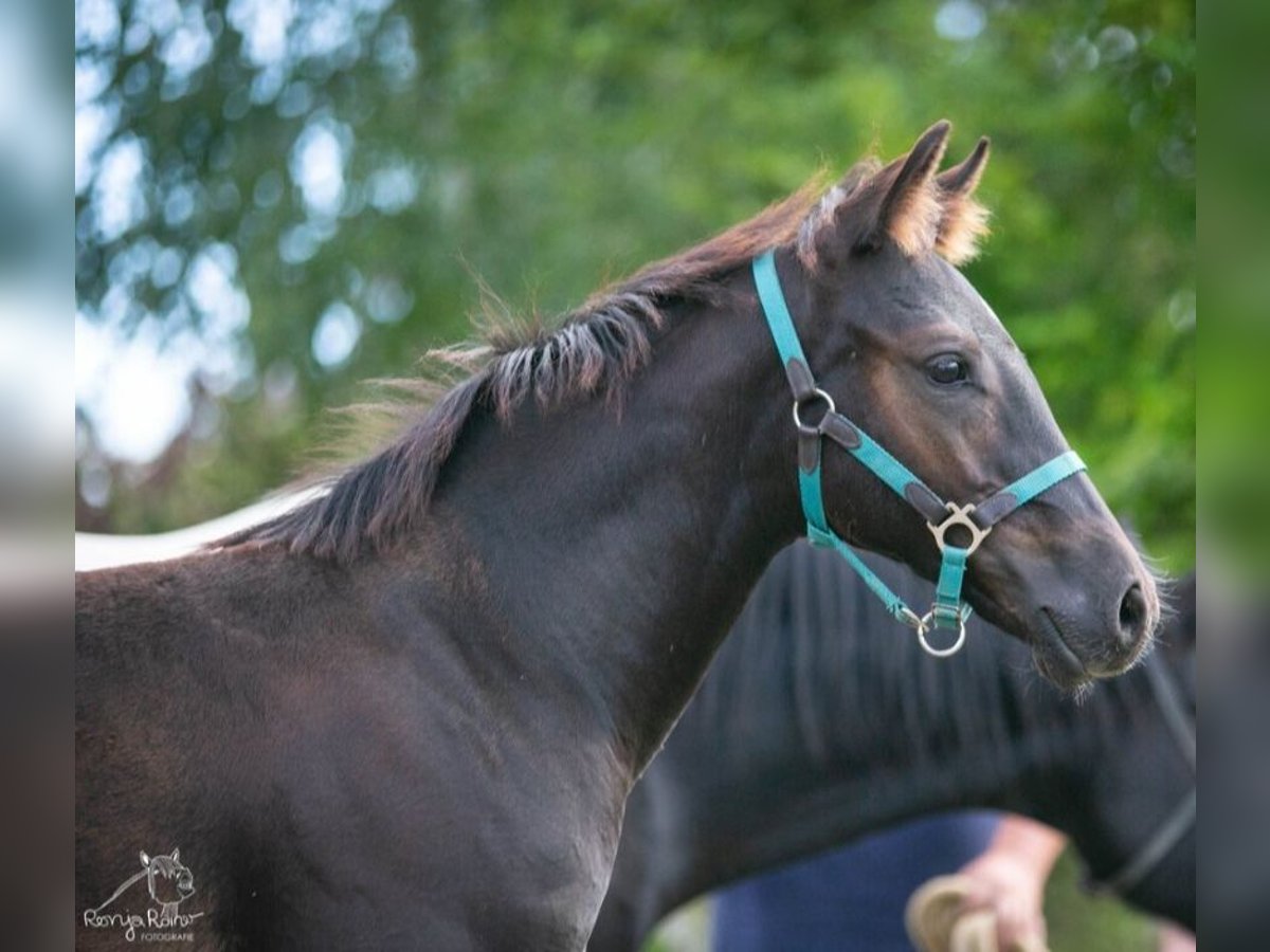 Paint Horse Stute Fohlen (05/2025) in Danstedt