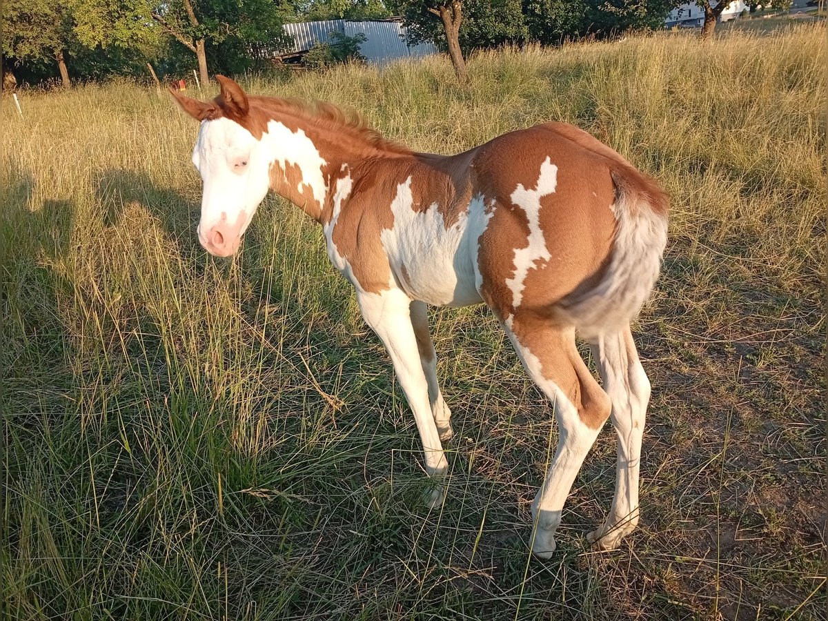 Paint Horse Stute Fohlen (05/2025) Overo-alle-Farben in Petit-R&#xE9;derching