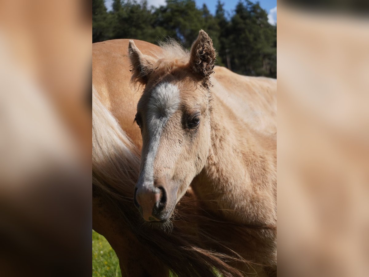 Paint Horse Stute  Palomino in Deutschnofen