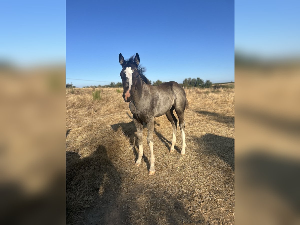 Paint Horse Stute Fohlen (06/2025) Rappe in Soucieu en Jarrest