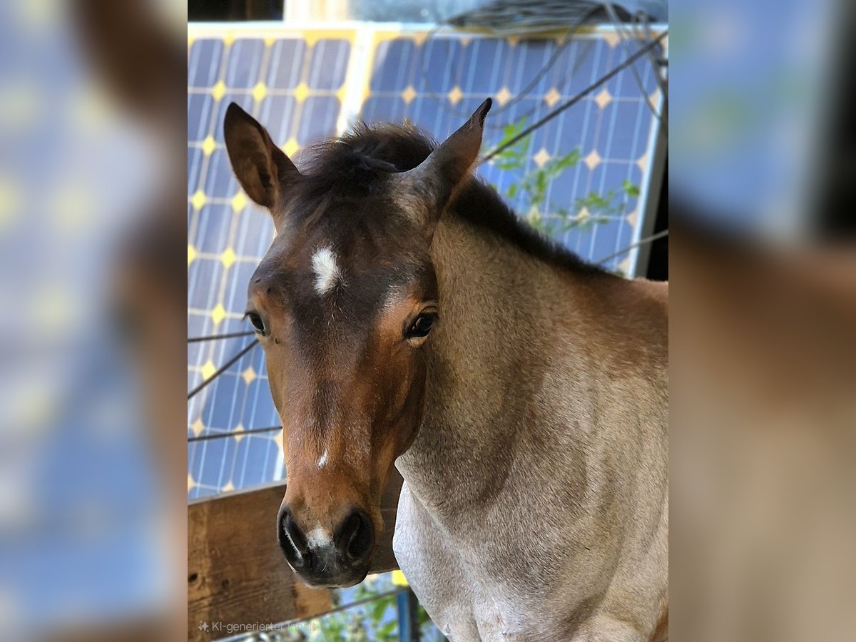 Paint Horse Stute  Roan-Bay in Blaubeuren Sonderbuch