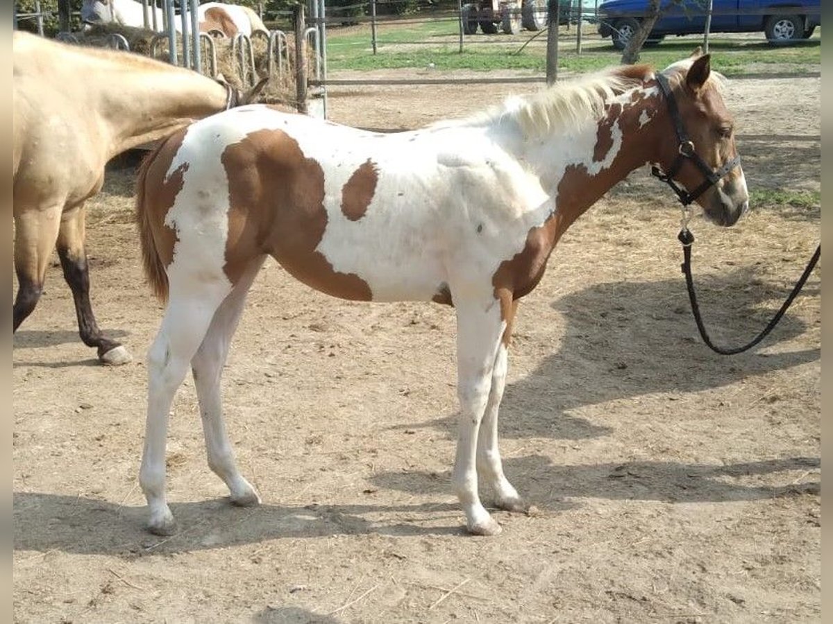 Paint Horse Stute Fohlen (04/2024) Tobiano-alle-Farben in Incisa Scapaccino