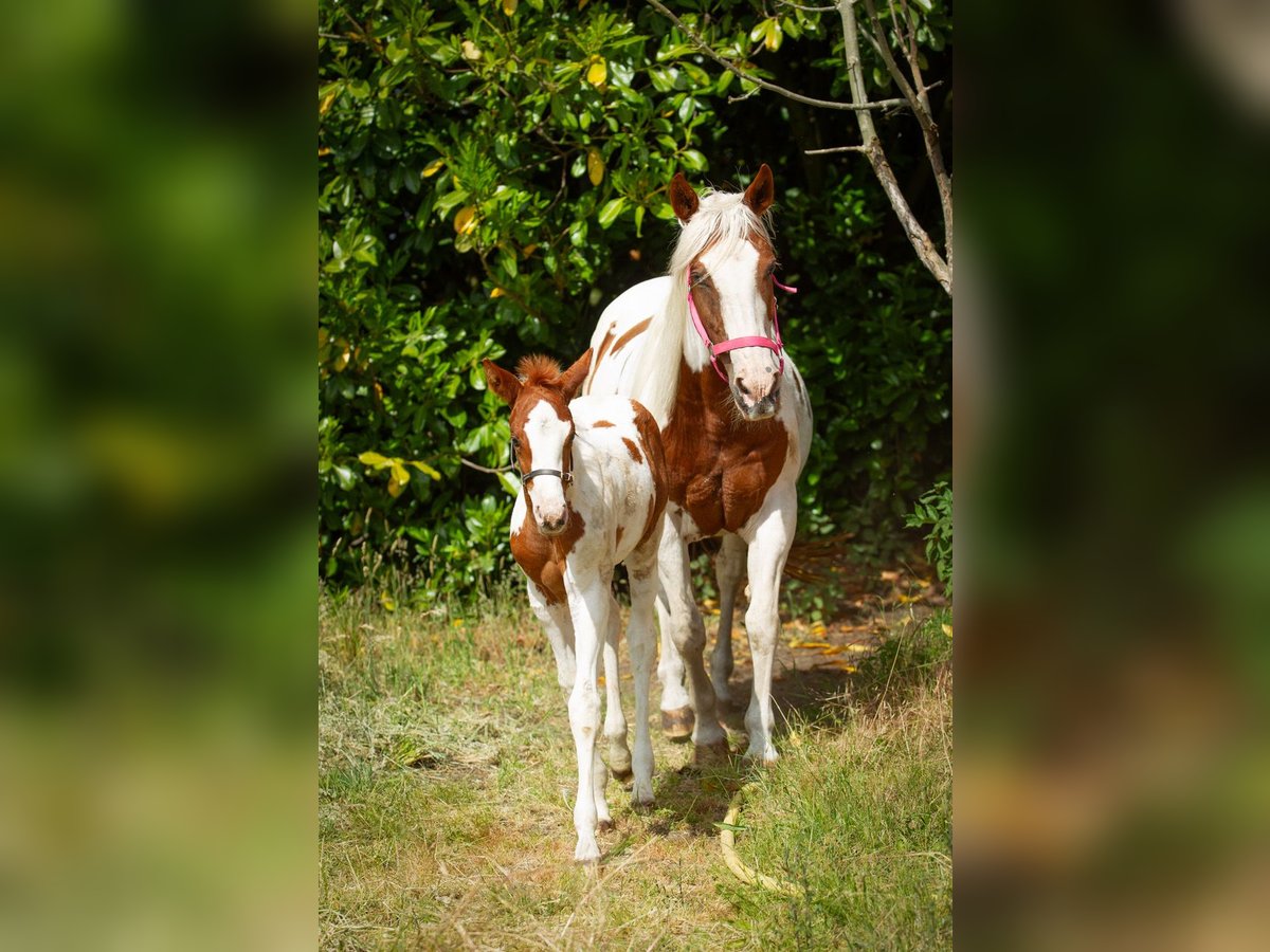 Paint Horse Stute  Tobiano-alle-Farben in Liempde