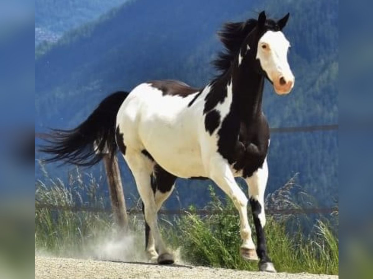 Paint Horse Wałach 11 lat 149 cm Overo wszelkich maści in Flée Paint Horse Wałach 11 lat 149 cm Overo wszelkich maści in Flée