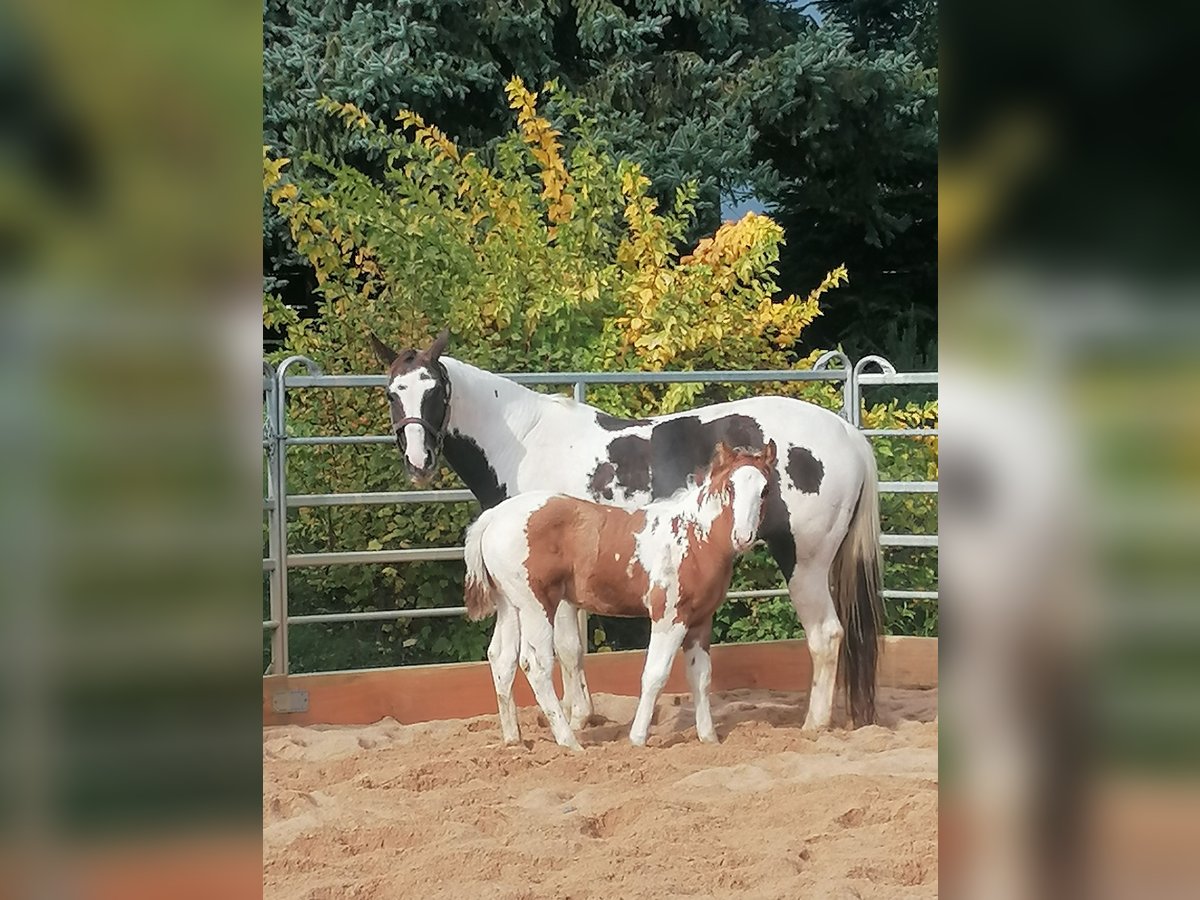 Paint Horse Wałach 2 lat 152 cm Tovero wszelkich maści in Ahorn