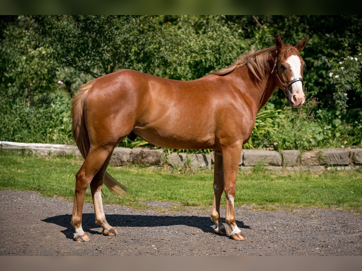 Paint Horse Wałach 3 lat 155 cm Overo wszelkich maści in Zakupy