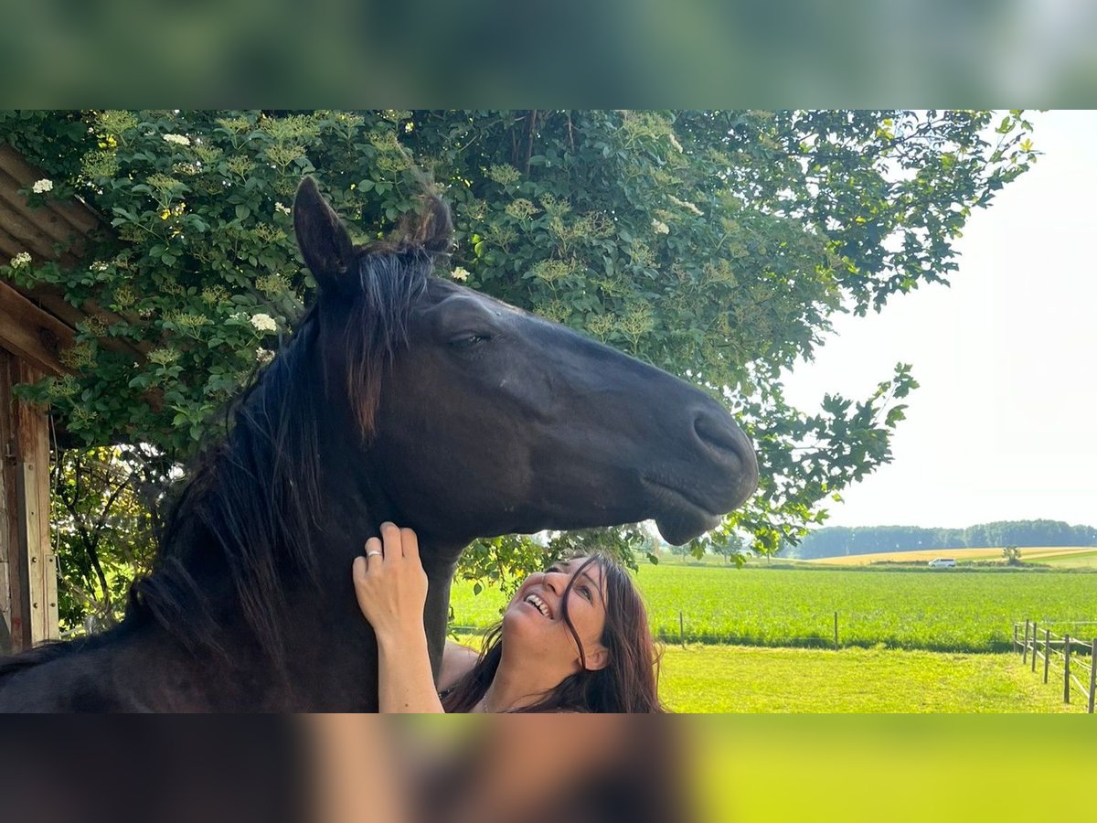 Paint Horse Wałach 3 lat 158 cm Kara in Gro&#xDF;-Umstadt
