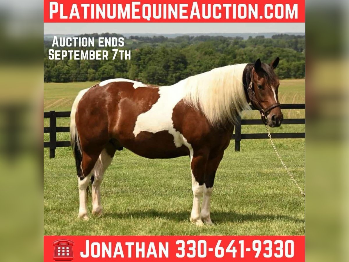 Paint Horse Wałach 4 lat 142 cm Tobiano wszelkich maści in Fresno OH