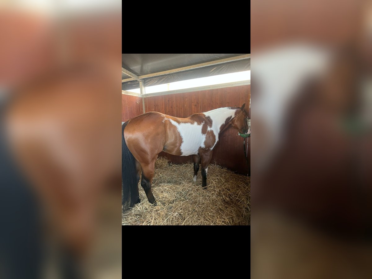 Paint Horse Wałach 4 lat 154 cm Srokata in Pratola Peligna