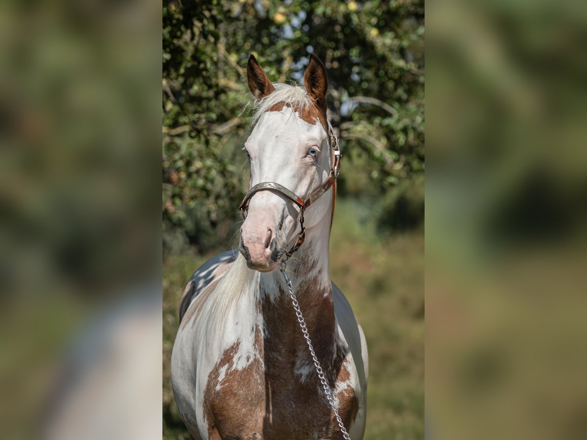 Paint Horse Wałach 5 lat 160 cm Overo wszelkich maści in Kolhorn
