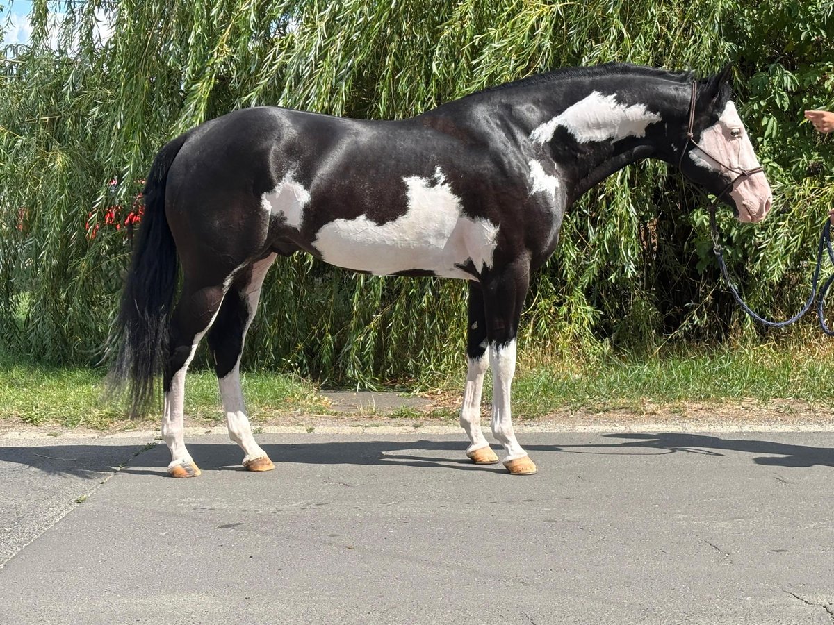 Paint Horse Wałach 5 lat 162 cm Tobiano wszelkich maści in Rechnitz Paint Horse Wałach 5 lat 162 cm Tobiano wszelkich maści in Rechnitz