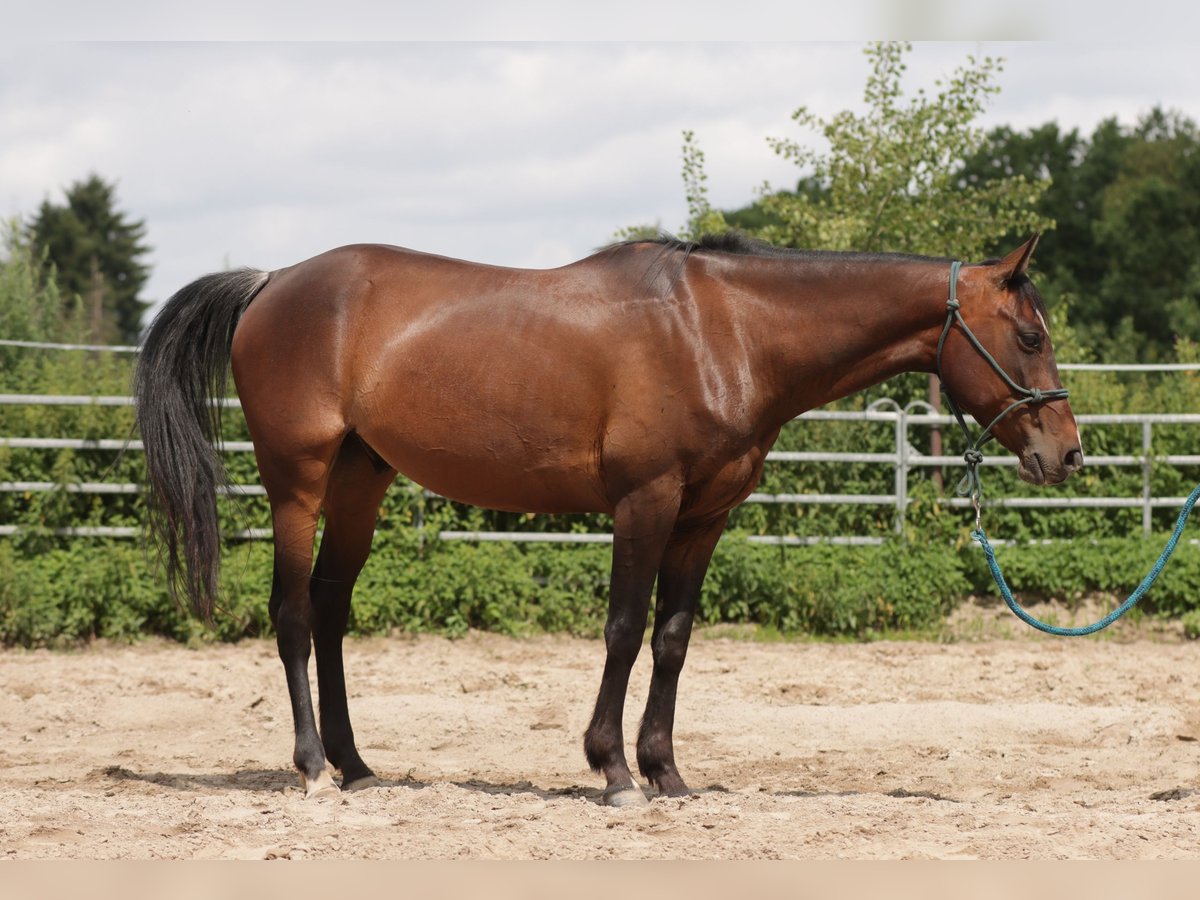 Paint Horse Wałach 6 lat 150 cm Gniada in Varel