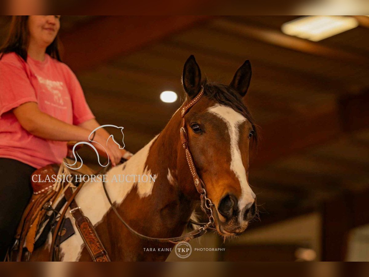 Paint Horse Wałach 6 lat 152 cm Tobiano wszelkich maści in Morrilton, AR
