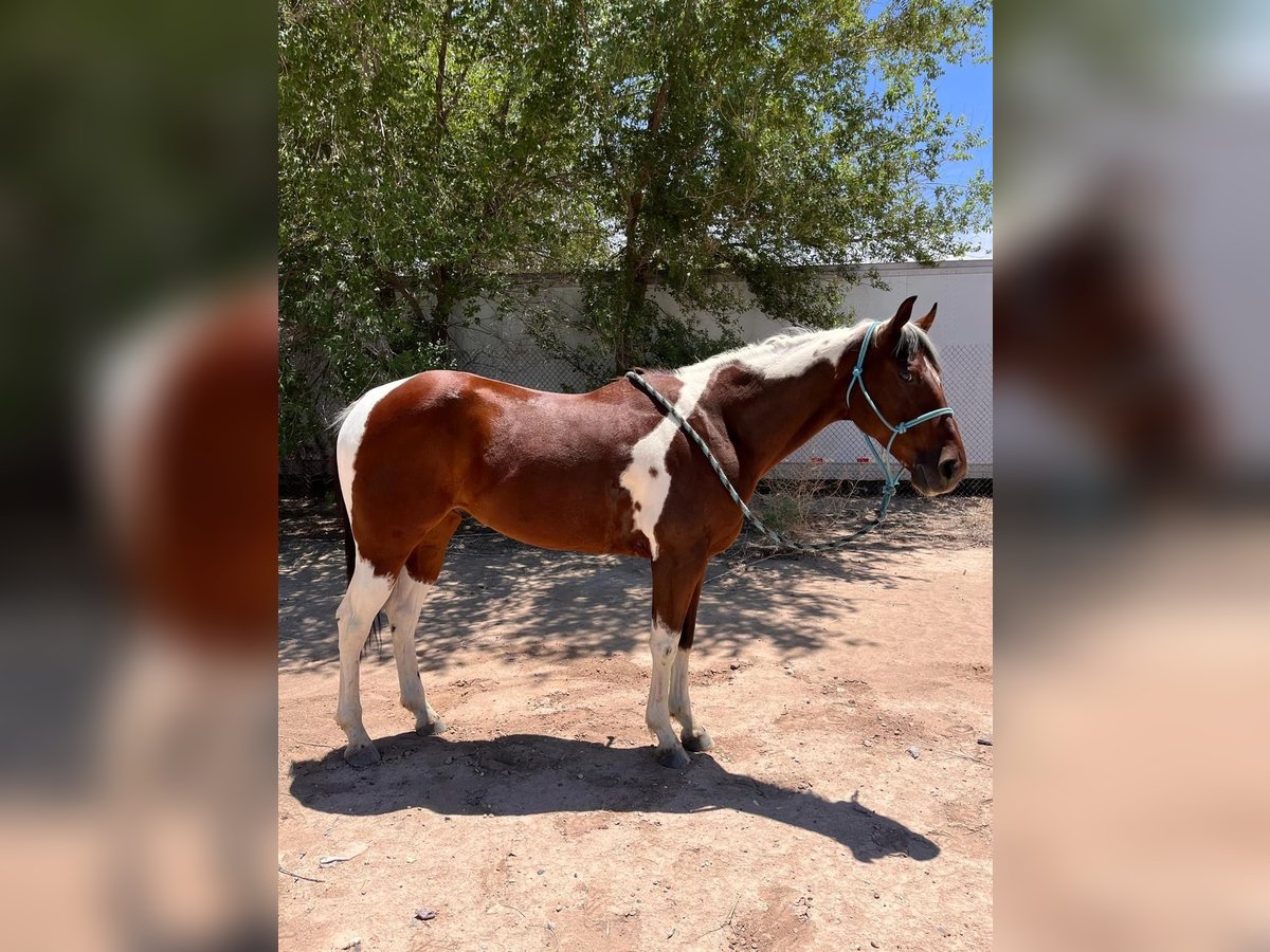 Paint Horse Wałach 7 lat 152 cm Tobiano wszelkich maści in Fabens, TX
