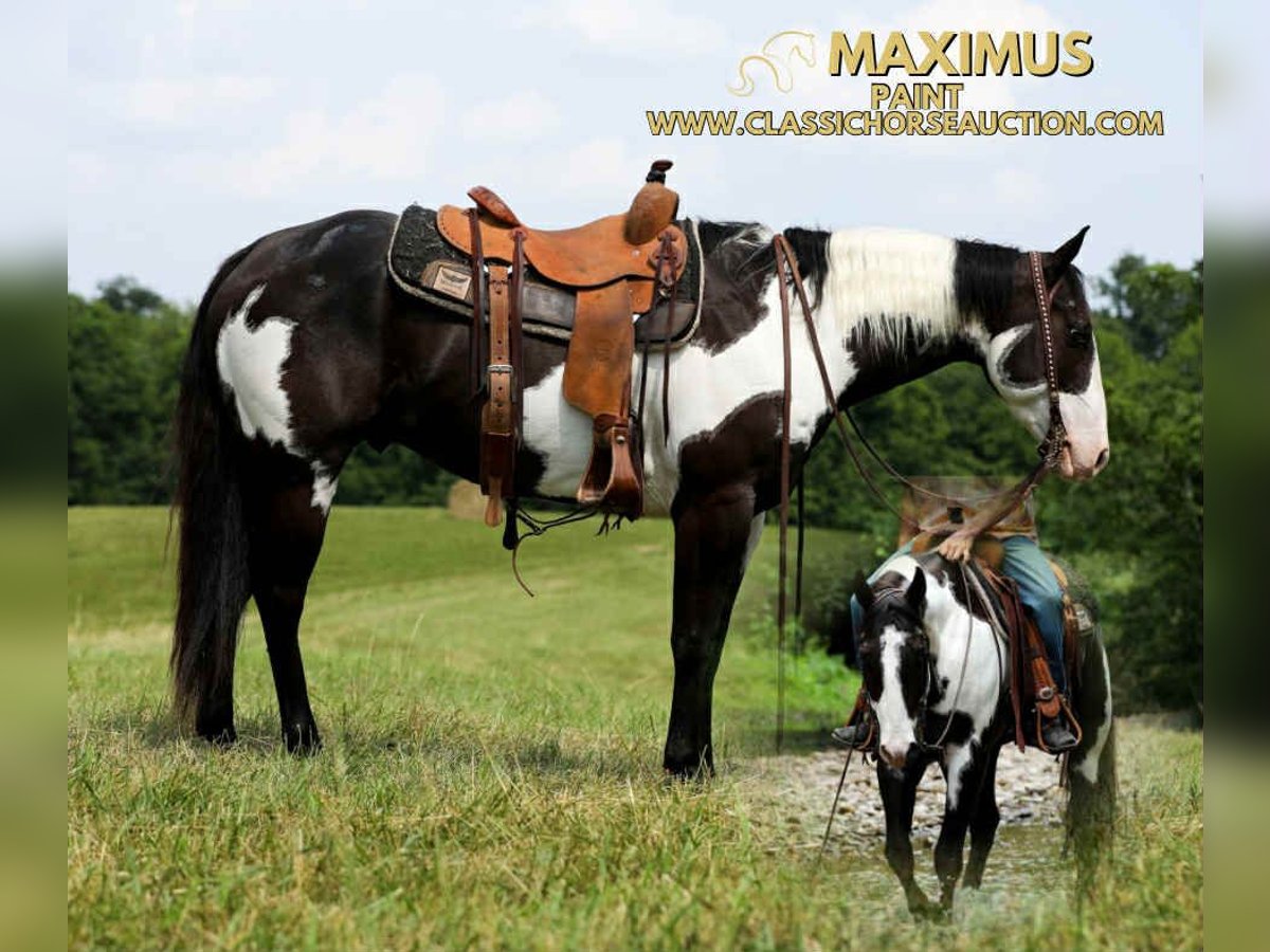 Paint Horse Wałach 8 lat 152 cm Tovero wszelkich maści in Columbia