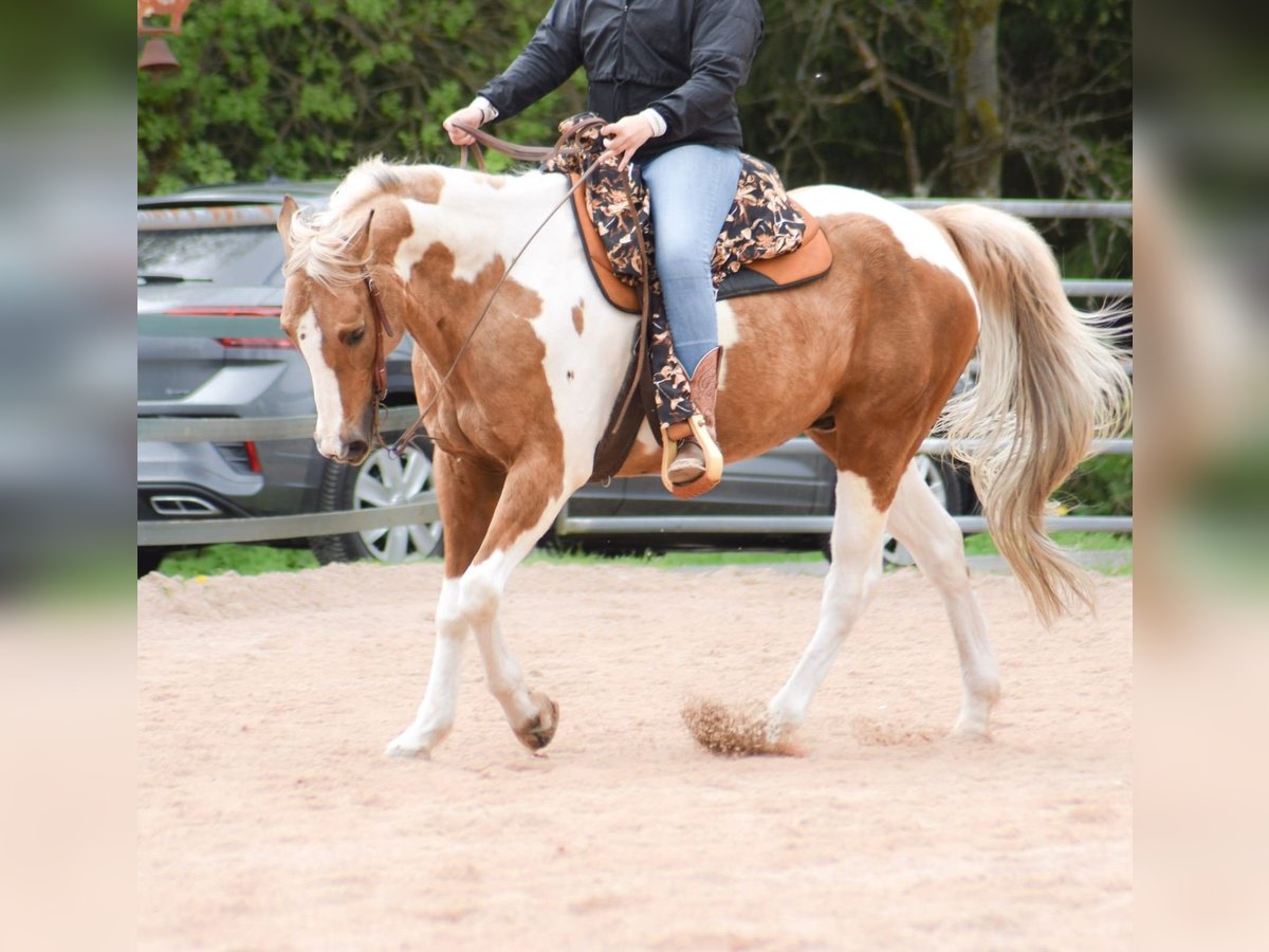 Paint Horse Wałach 12 lat 161 cm Tobiano wszelkich maści in Fichtelberg