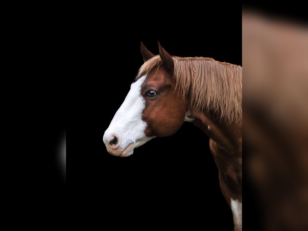 Paint Horse Wałach 15 lat 158 cm Tobiano wszelkich maści in Aue-Bad Schlema