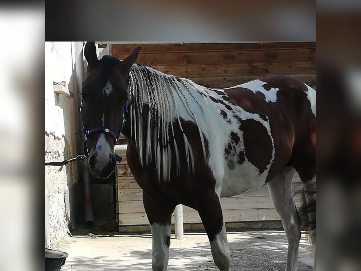 Paint Horse Wałach 5 lat 155 cm Tobiano wszelkich maści in WerfenauTarsdorf