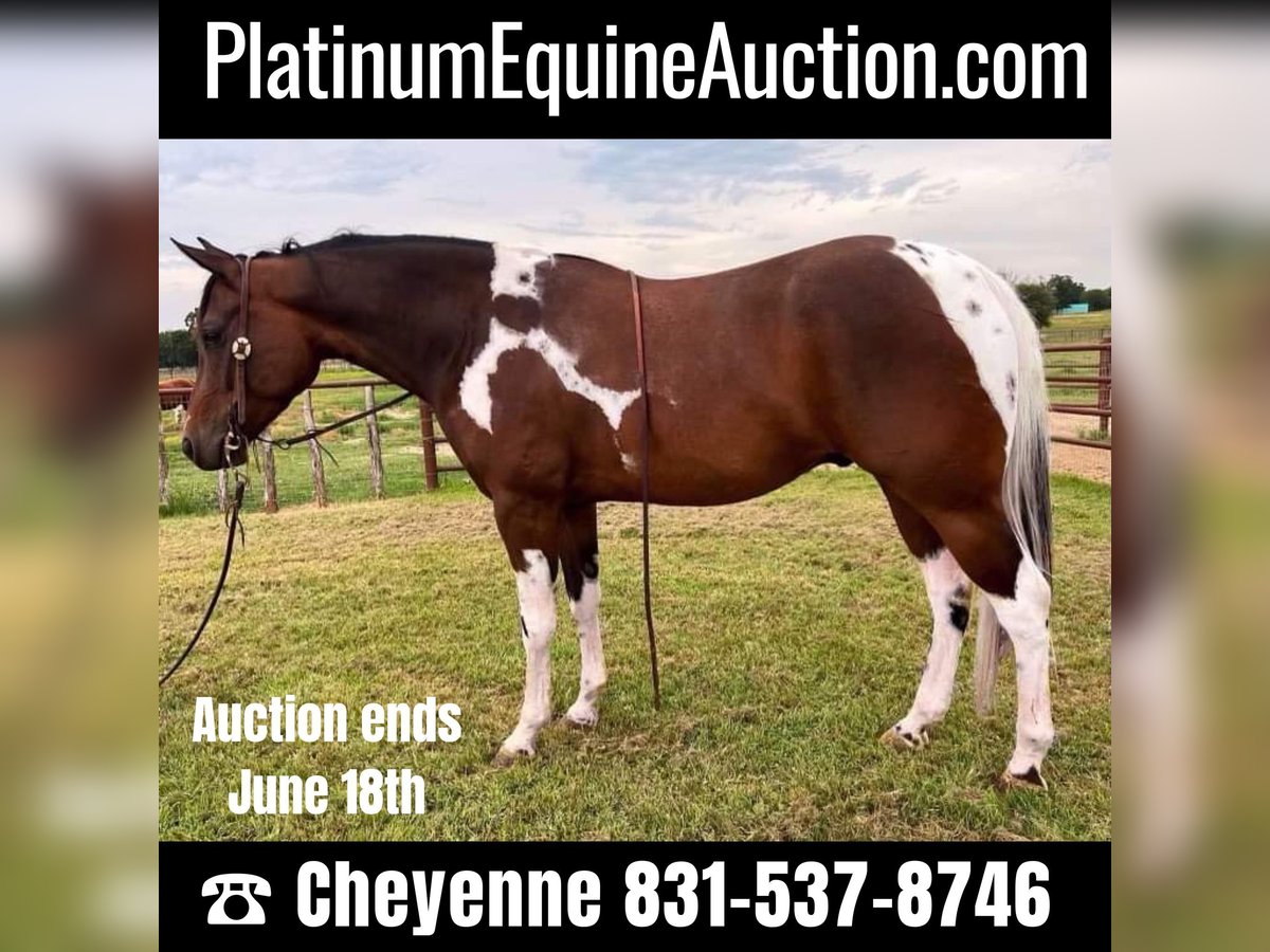 Paint Horse Wałach 6 lat 152 cm Tobiano wszelkich maści in Weatherford TX