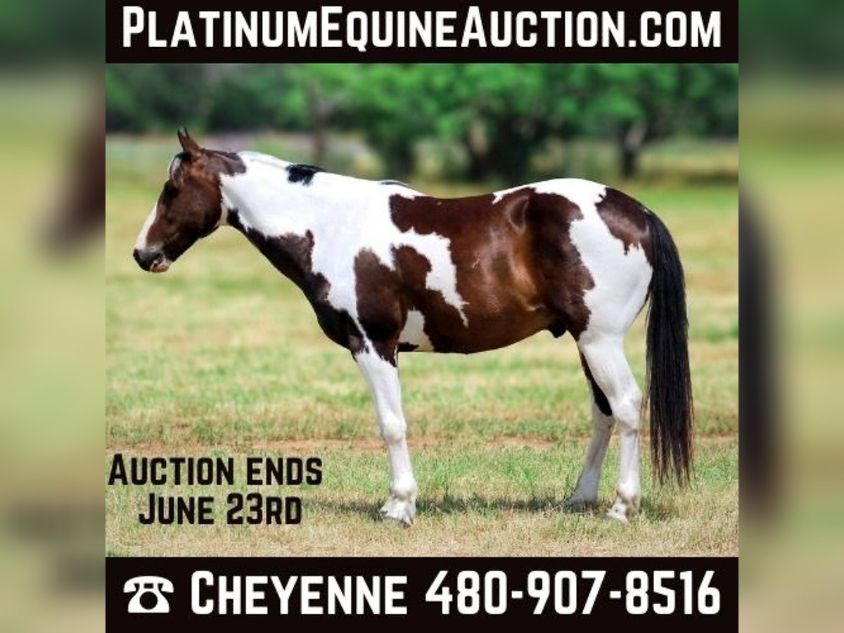Paint Horse Wałach 9 lat 147 cm Tobiano wszelkich maści in Stephenville TX