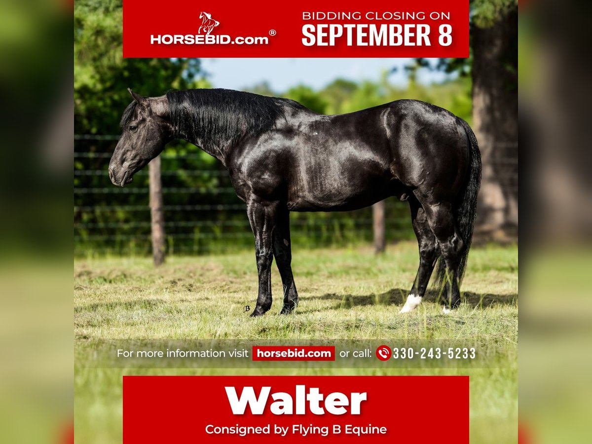 Paint Horse Wallach 10 Jahre 152 cm Rappe in Lufkin, TX