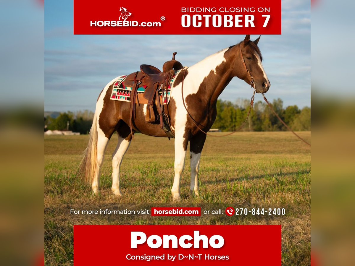 Paint Horse Wallach 10 Jahre 157 cm Schecke in Henderson, KY