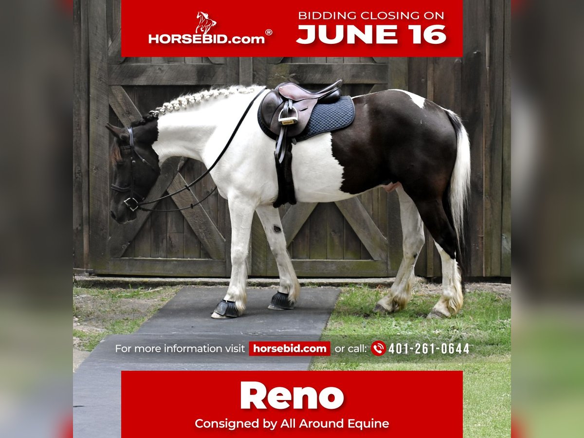 Paint Horse Mix Wallach 10 Jahre 157 cm in Middleboro, MA