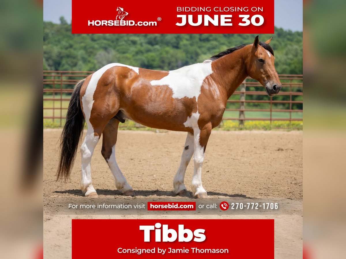 Paint Horse Mix Wallach 10 Jahre 157 cm in Auburn, KY