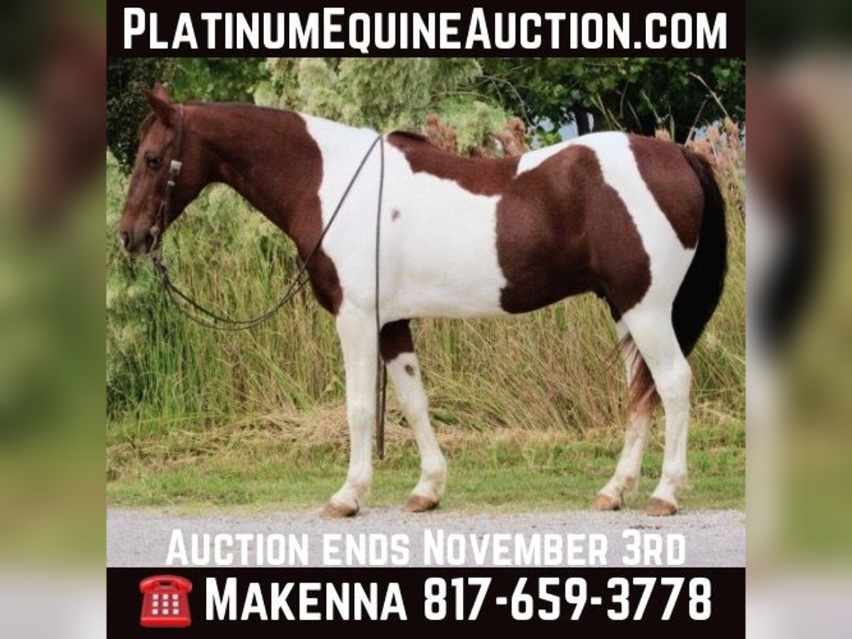 Paint Horse Wallach 11 Jahre 135 cm Dunkelfuchs in Stephenville TX