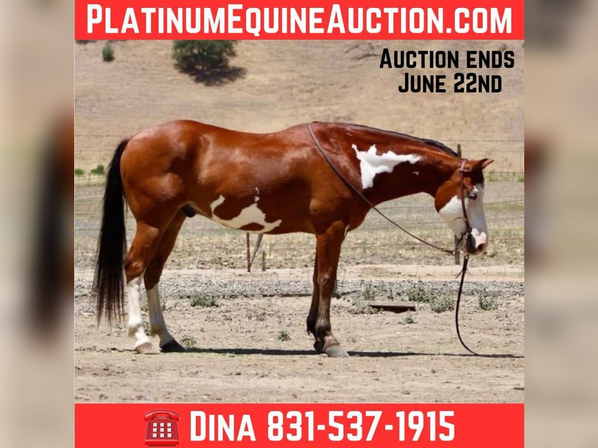 Paint Horse Wallach 11 Jahre 147 cm Overo-alle-Farben in Paicines CA