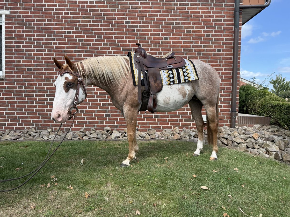 Paint Horse Wallach 11 Jahre 150 cm in Haren