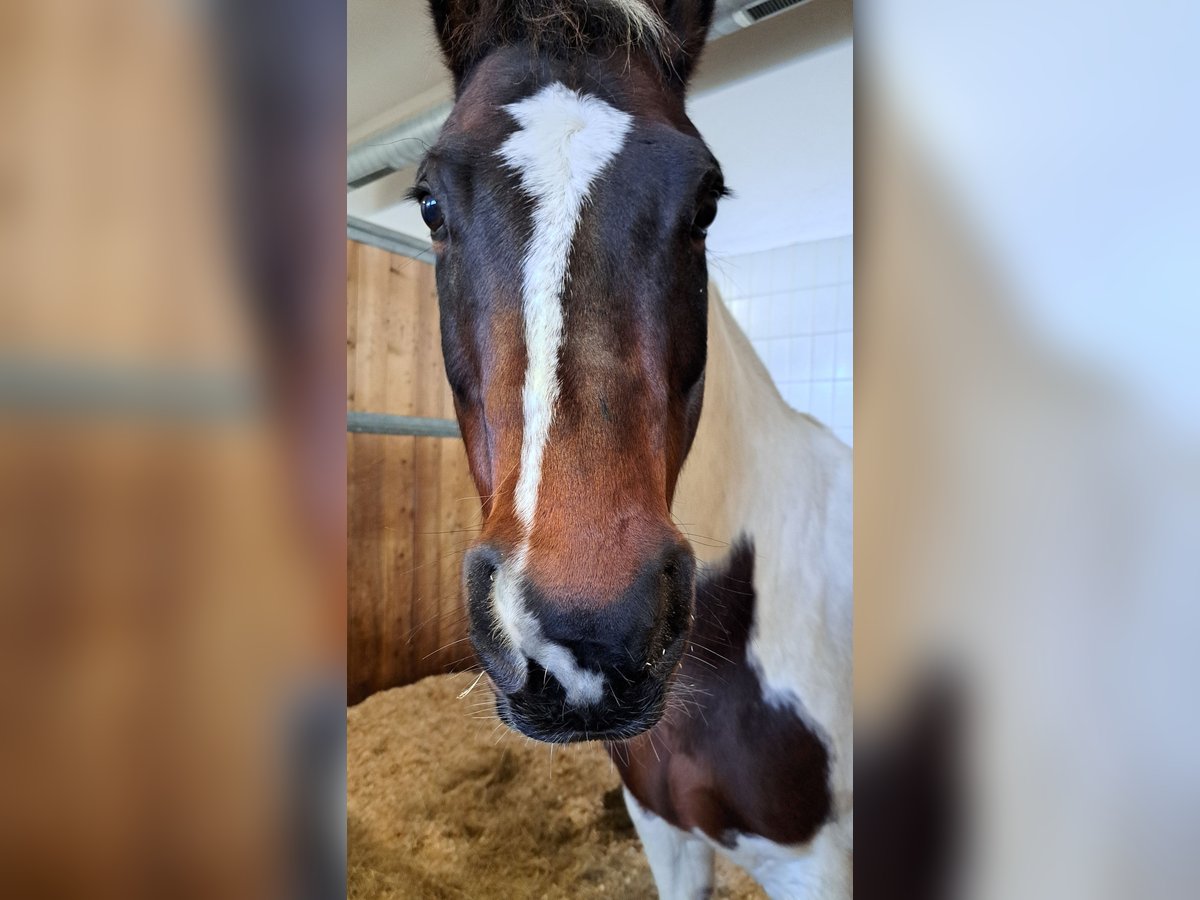 Paint Horse Wallach 12 Jahre 146 cm Tobiano-alle-Farben in Schiltern