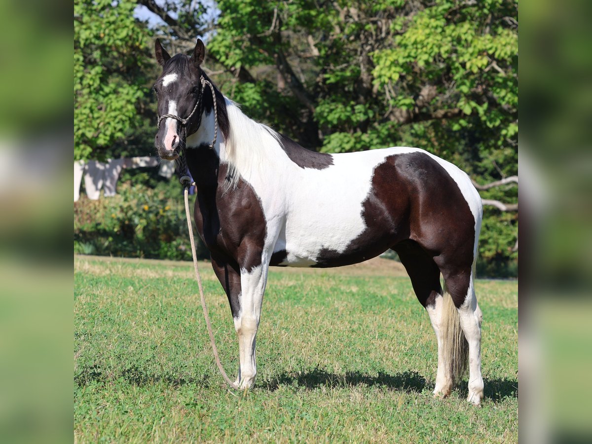 Paint Horse Wallach 12 Jahre 152 cm Schecke in Morgantown