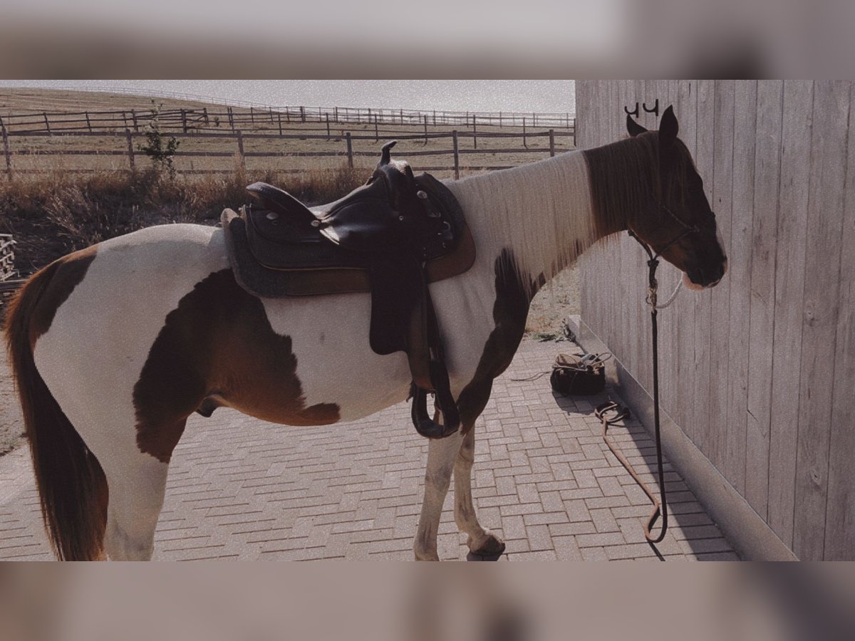 Paint Horse Wallach 12 Jahre 155 cm Schecke in Peterskirchen