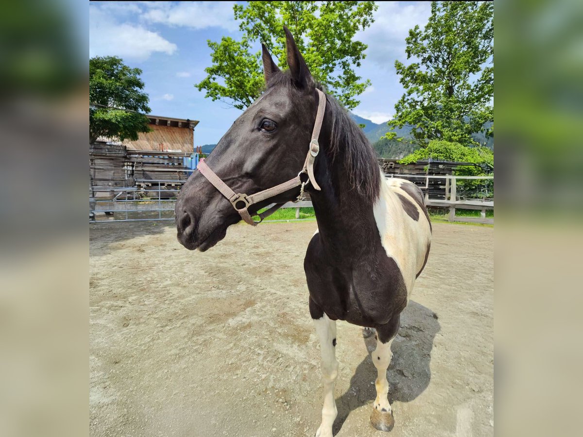 Paint Horse Wallach 12 Jahre 158 cm Schecke in Reutte