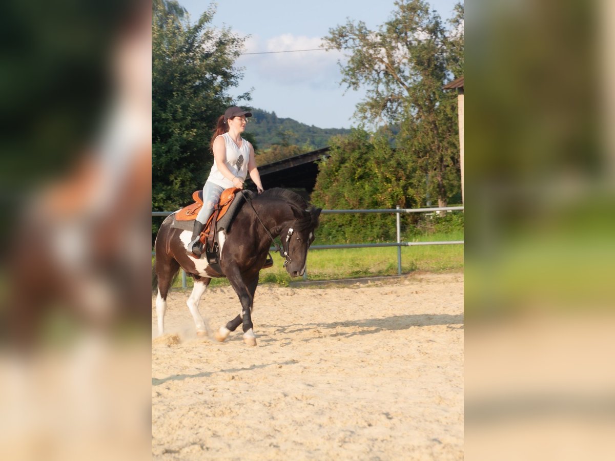 Paint Horse Mix Wallach 13 Jahre 135 cm Schecke in Neuwied