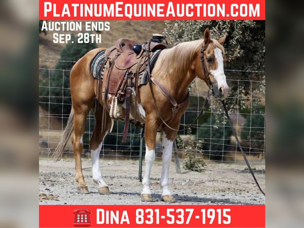 Paint Horse Wallach 13 Jahre 145 cm Overo-alle-Farben in Paicines CA